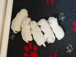Westie hvalpe 