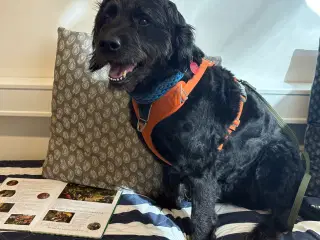 Meget kærlig læsehund, Kongepuddel/labrador