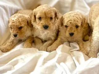 Cavapoo hvalpe 
