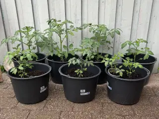 Sunde tomatplanter