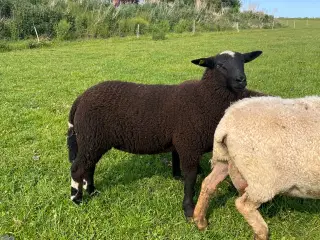 Zwartbles/Texel krydsning, vædderlam
