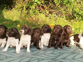 Staby, sprocker, field cocker 