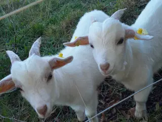 Bukkekid boer/dværg geder