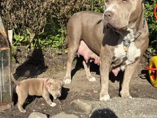 Anarican Bully xl hvalpe