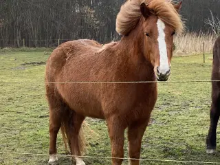 Tillidsfuld og smuk hoppe