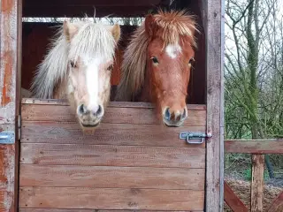 2 islænder heste