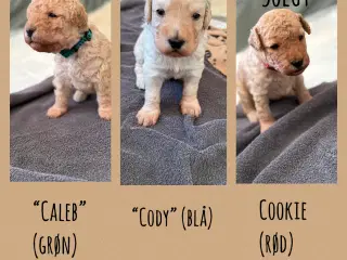 Goldendoodle hvalpe sælges 