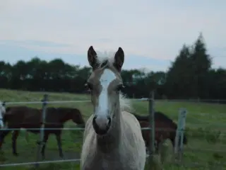 Haflinger føl til salg