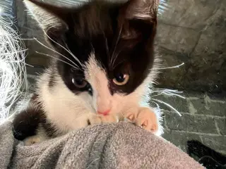 Katte killing