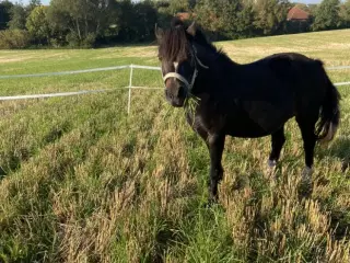 Welsh Pony