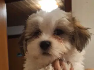 Lhasa apso / malteser