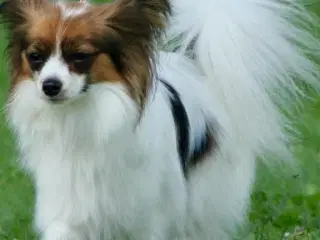 Papillon hvalpe