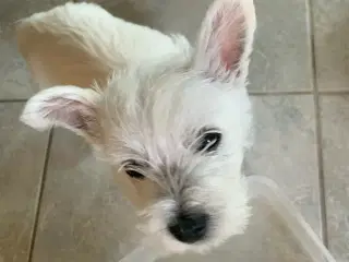 West Highland White Terrier Westie hvalp sælges