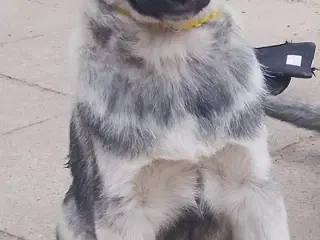 Husky blandinger 
