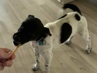 Dansk svensk gårdhund 