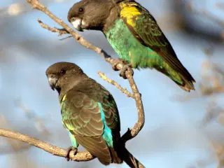 KØBES: Meyers papegøje