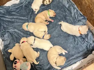 8 skønne Golden Retriever /F1 hvalpe 
