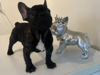 Fransk bulldog hvalp