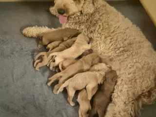 Mellem doodle hvalpe 