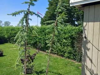 Cedrus lib. Glauca