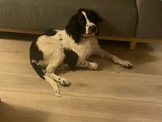 Ft. Springer spaniel