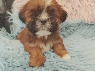 Lhasa apso hvalpe med stambog 