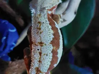 Kronegekko Lilly White 
