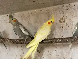 Nymfeparakitter