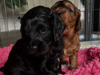 Cockapoo f1 hvalpe 