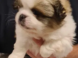 Skønne blandings hvalpe 