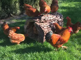 Dværg Newhampshire høns, 4 høner og 1 hane