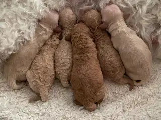 Lækre Doodlehvalpe sælges 🐾🐾