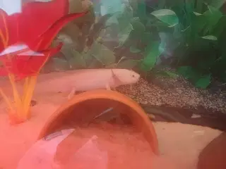 axolotl