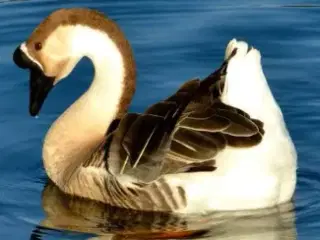 gæs, et par svanegæs  samlet pris 500 for begge