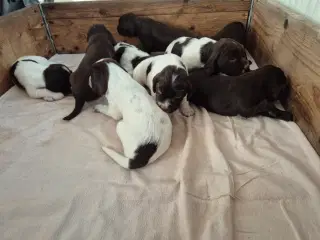 Blandingshvalpe - jagt og familehunde