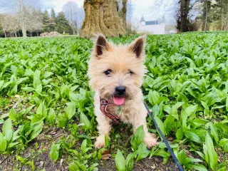 Cairn terrier eller westi søges
