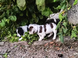 FT Springer spaniel