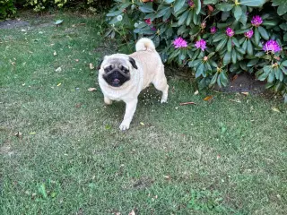 Mops han