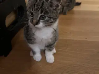 Verdens sødeste killing sælges