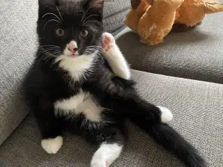 Skønne killinger 1/2 norsk skovkat