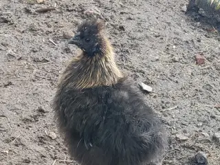 Sød dværgsilke hane 🐓 kom og hent  