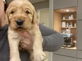 Labradoodle/Cocker spaniel hvalp sælges