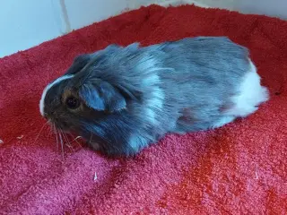 2 ægte sheltie drenge (brødre)