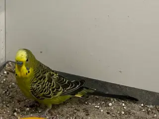 Helt almindelig dejlig undulat