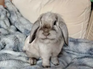 Kastreret Lion-Lop 6 mdr 🐰