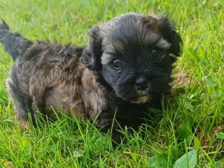 Allergivenlig Bichon Havanais dreng