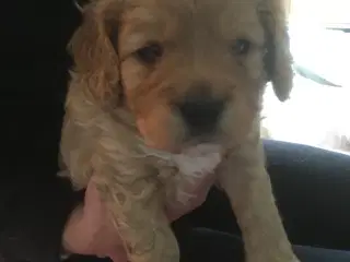 Cavapoo hvalpe 