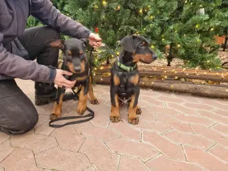 Mild og kærlig Dobermann hvalp