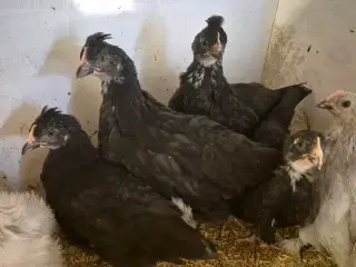 Høns varmefri høne kyllinger 