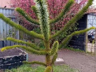 Abetræ